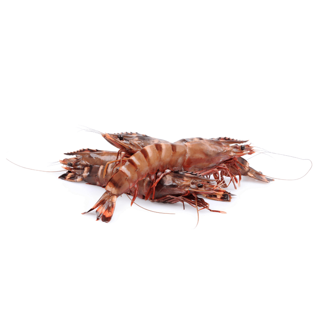 Camarão Tigre Brasmar